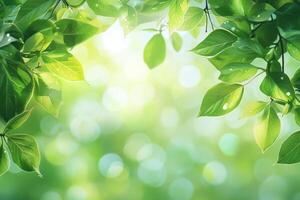 Fresh green leaves framing a bright spring background with bokeh effect photo