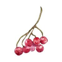 Watercolor illustration of red viburnum berries on branch isolated on white. Bunch of guelder rose berries in botanical sketch hand painted. Snowball tree berries hand drawn for package, autumn theme. vector