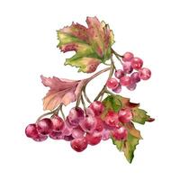 Bunch of red viburnum berries watercolor illustration isolated. Snowball tree berries on branch, leaves in botanical sketch hand painted. Red fruits berry hand drawn for label, package, autumn theme vector