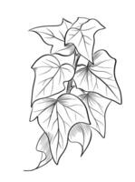 Ivy branch with leaves vector
