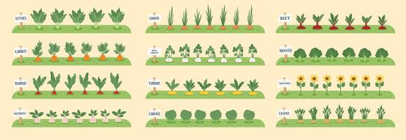 Gardening and farming concept banner. Nature background with beds with vegetables. Regenerative and sustainable farming concept. vector
