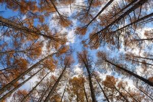 Explore the enchanting world beneath the towering pines with an upward-looking perspective, where the morning sunlight filters through the foliage, creating a calming effect. photo