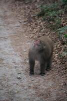 Jungle exploration, Candid moment of a cute black monkey in motion. A fuzzy-tailed primate symbolizing the fragile beauty of nature's ecology. photo