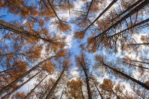 Connect with nature's tranquility in a panoramic silhouette photo of a pine meadow at dawn, capturing the calming colors of the sky and the silent beauty of the coniferous forest.