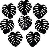 Eight Black Monstera Deliciosa Leaves Arranged in a Heart Shape Pattern on White Background Botanical Print Tropical vector