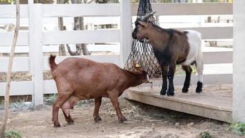 two cute brown goats eating straw from the bag in the farm photo