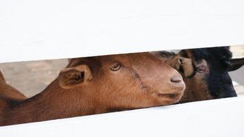 two brown goats looking through the fence in he farm photo