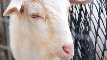 white goat looking through the fence in the farm photo