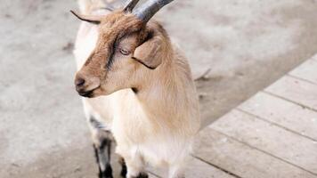 cute brown goat in the farm photo