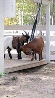brown goats eating straw from the bag in the farm photo