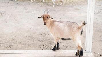 beige goat in the farm, looking to the camera photo