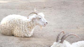 herd of goats in the farm lying on the floor photo