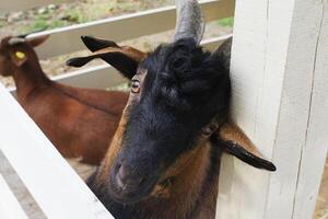 two brown goats looking through the fence in the farm photo