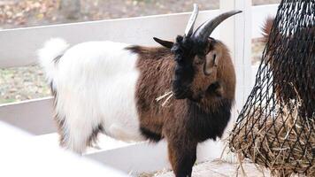 brown and white goat eating straw in the farm photo