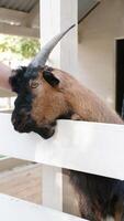 man hand petting cute brown goat in the farm photo