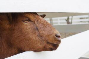 cute brown goat looking through the fence in the farm photo