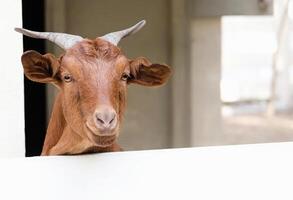 cute brown goat looking through the fence in he farm photo