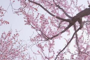 Cherry blossoms and blue sky, view from below photo