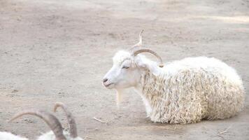 herd of white goats in the farm photo