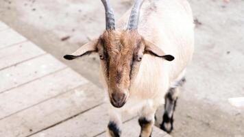 cute beige goat in the farm, looking to the camera photo