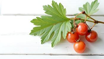 Red berries on a branch with leaves photo