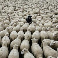 A dog is surrounded by a large group of sheep photo