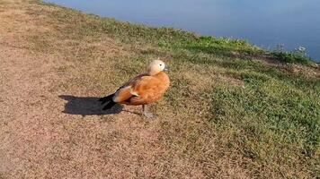 Brown duck stands on one leg on green grass near pond in clear weather. Summer in the park bird walks on the lake shore. Horizontal 4K . video