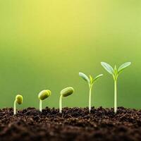 A group of young plants growing in soil photo