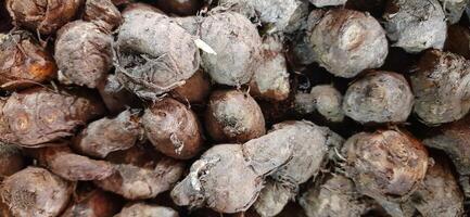 Stack of fresh raw empu or biang turmeric or curcuma longa sold in traditional market Indonesia photo