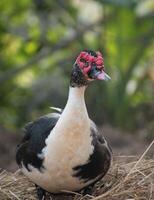 A serene image of Anas platyrhynchos, commonly known as a duck, swimming in a calm pond. photo