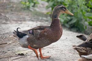 A peaceful Anas platyrhynchos, commonly known as a duck, resting by the water's edge. photo