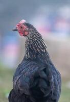 Close-up of a domestic chicken with detailed feathers and vibrant red comb, standing in a farmyard. photo