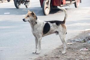 Indian Pariah Dog standing alert in a natural setting, showcasing its sturdy build and short brown coat. photo