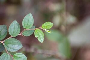 A close-up of jujube leaves showcasing their unique shape and green color. photo