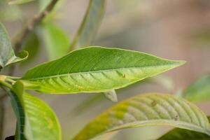 A close-up of defected green leaves showing unique patterns and textures. photo