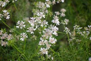 A close-up of Coriandrum sativum, or cilantro, showcasing its intricate leaves and stems. photo