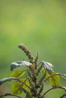 A detailed view of Amaranthus spinosus, commonly known as pigweed, with its textured leaves. photo