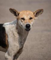 Native Indian Pariah Dog standing on a dirt path, displaying its strong build and natural adaptability. photo