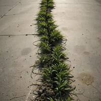 Grass Growing Through Concrete Crack Showing Nature's Resilience and Persistence photo