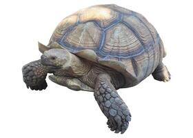 Tortoise isolated on white background. closeup tortoise is walking ahead to ahead clipping path isolated object. tortoise is raising its head clipart for isolated , clipping path , clipart element photo