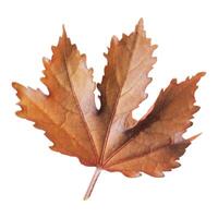 Maple leaf isolated on white background. brown maple leaf clipping path isolated object. closeup beautiful maple leaf clipart for isolated , clipping path , clipart element photo