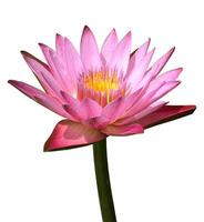 Lotus isolated on white background. zoom in pink lotus clipping path isolated object. beautiful detail closeup lotus flower clipart for isolated , clipping path , clipart element photo