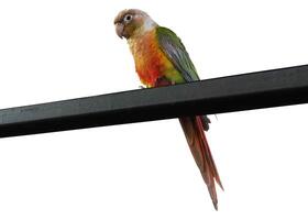 Green Cheek Conure bird isolated on white background. Pineapple Conure bird on steel pipe clipping path isolated object. The bird is cool posting clipart for isolated , clipping path , clipart element photo