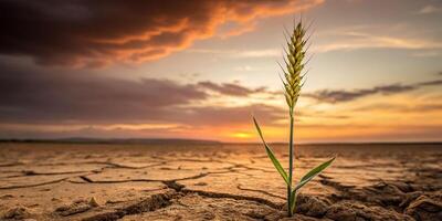 Solitary stalk of wheat growing in arid soils highlighting hunger for grain nature landscape at sunset photo