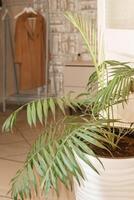 Indoor green plant in a white pot prominently displayed with a blurred coat rack in the background, creating a calm and natural atmosphere in an indoor setting. photo