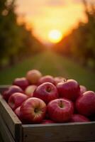 A wooden crate filled with ripe red apples placed among lush green grass with a scenic golden sunset in an expansive orchard. photo