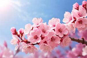 Closeup of pink cherry blossom flowers on branches with sunlight background photo