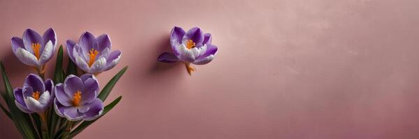 Fresh purple crocus flowers on a soft pink background. photo
