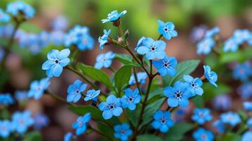 Close-up of vibrant blue flowers with green leaves on a soft blurred background photo