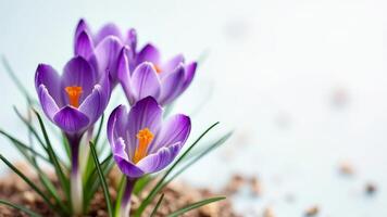 Close-up of purple crocus flowers with orange stamens on white textured background. photo